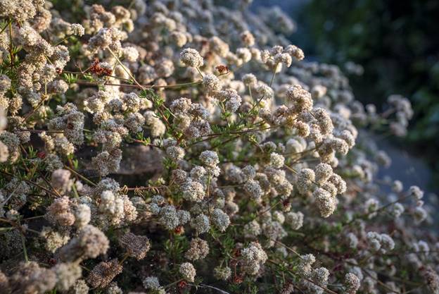 Cream and rust-colored bunches of flowers on common buckwheat.