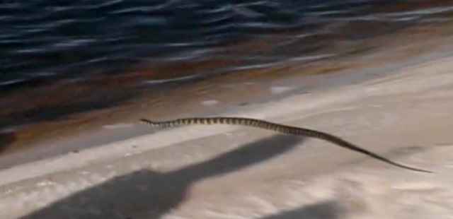 A snake on the sand  Description automatically generated