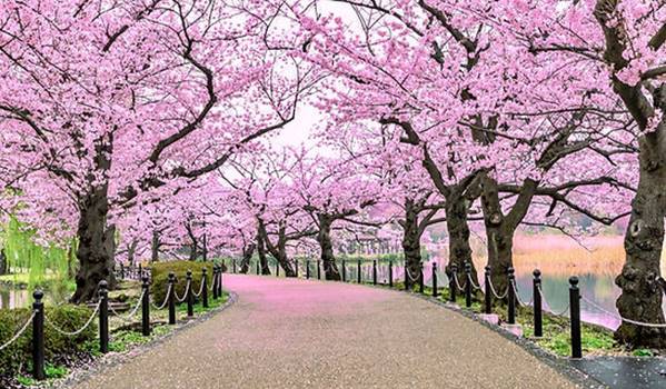 A path with pink trees  Description automatically generated