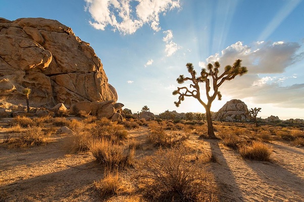 A desert landscape with a tree and rocks  AI-generated content may be incorrect.