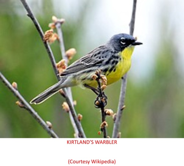 A bird sitting on a branch  AI-generated content may be incorrect.