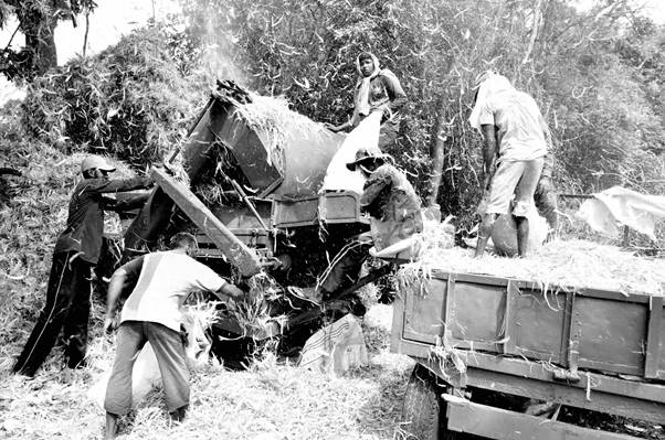 A group of men working on a farm  Description automatically generated