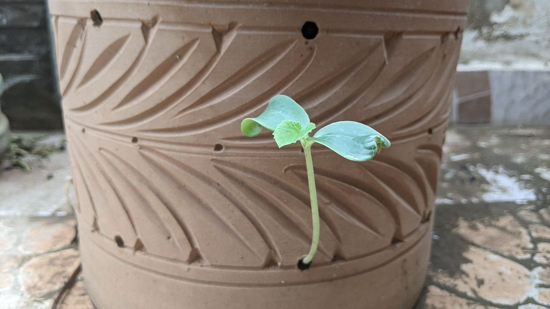 A plant growing out of a pot  AI-generated content may be incorrect.