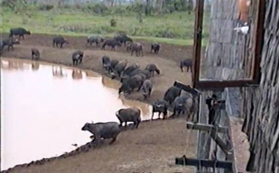 A herd of buffalo near a pond  AI-generated content may be incorrect.