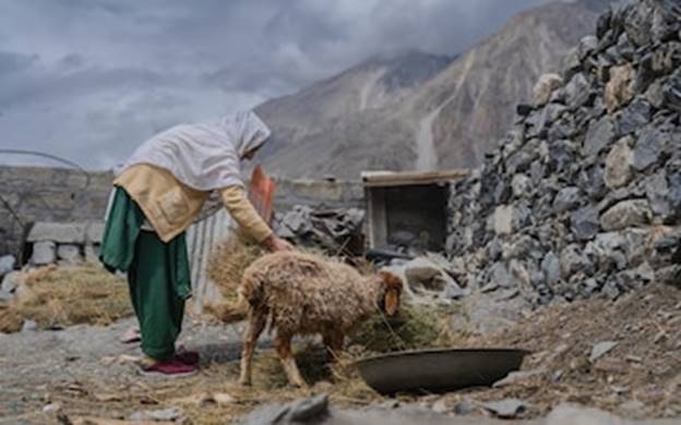 On a cloudy afternoon, Jamjur, the mother of Kaleem Ullah who suffered from stunting, is seen feeding her sheep at the corner of their home