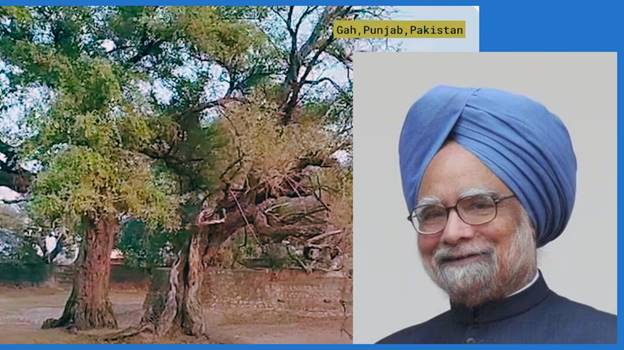 A person with a blue turban and a tree  Description automatically generated