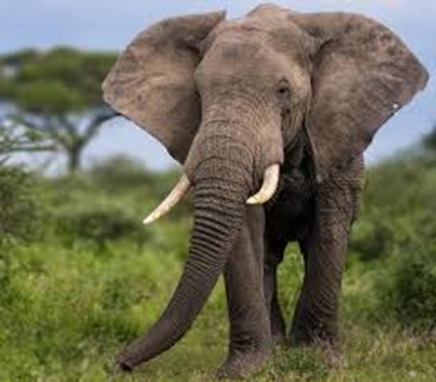 Species Spotlight: African Elephant ...