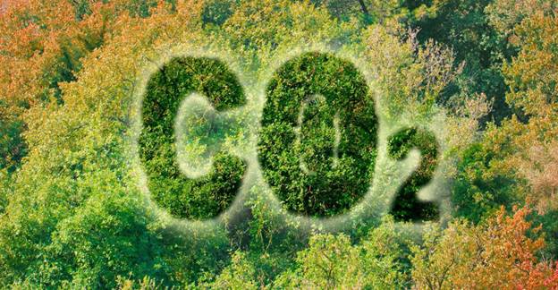 Canva - Francesco Scatena